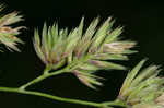 Orchardgrass